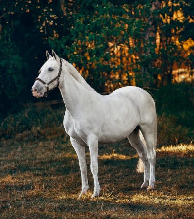 paard kopen